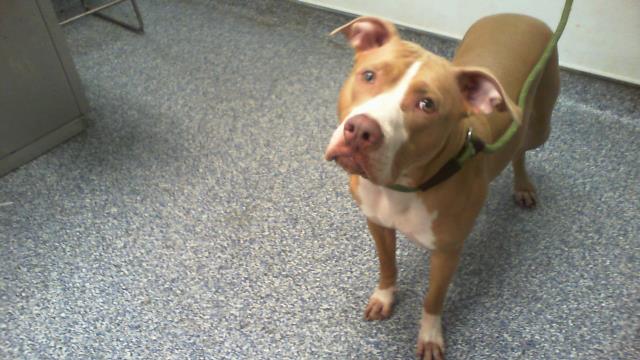 Adoptable Dog