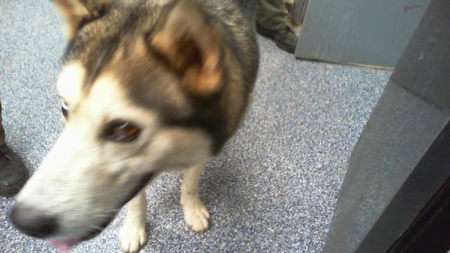 Adoptable Dog