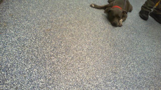 Adoptable Dog