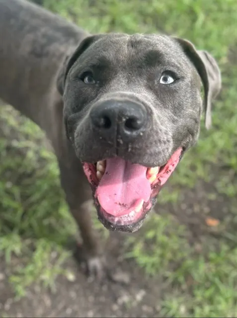 Oakley