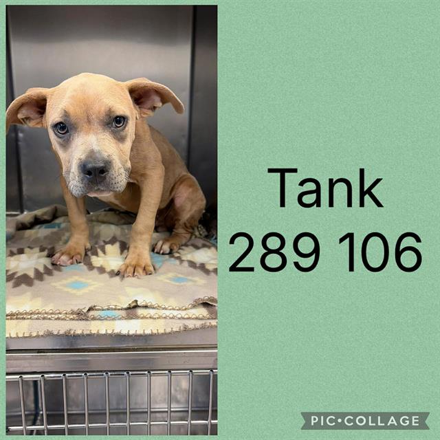 Tank