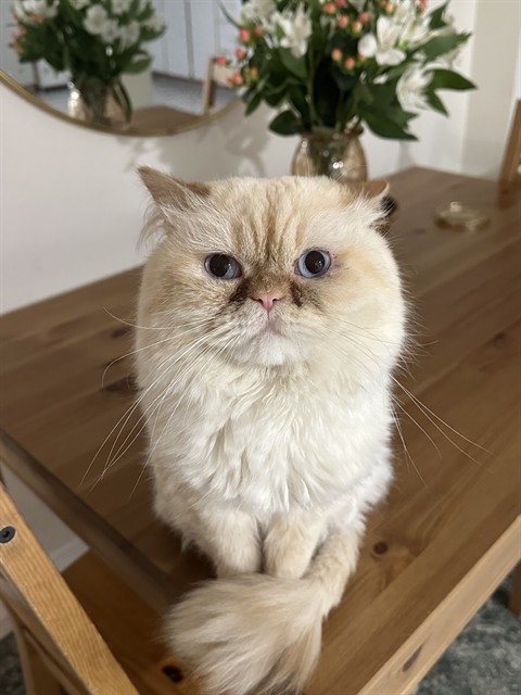 Louie