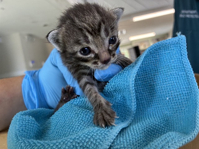 Adoptable Cat