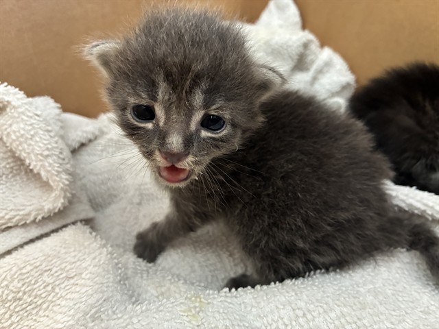 Adoptable Cat