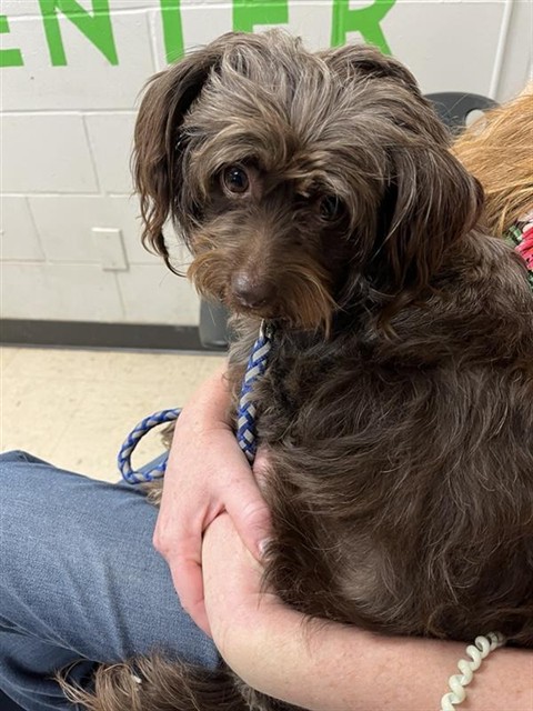 Adoptable Dog
