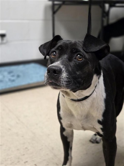Adoptable Dog
