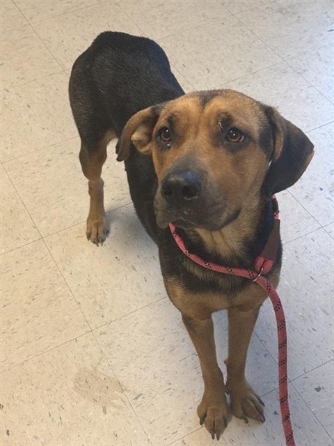 Adoptable Dog