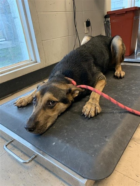 Adoptable Dog