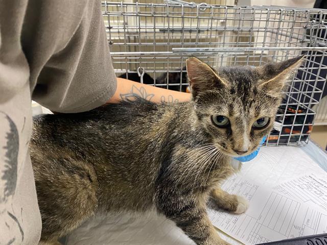 Adoptable Cat