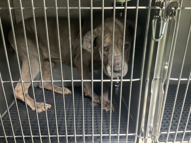 Adoptable Dog