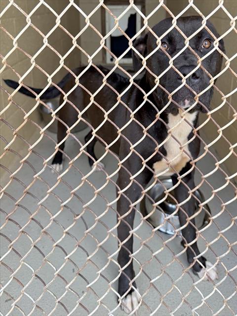 Adoptable Dog