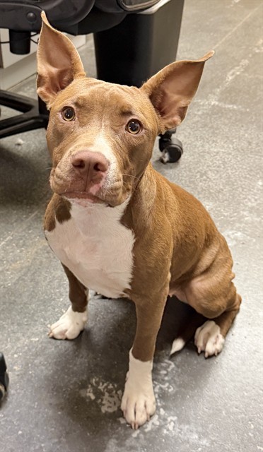 Adoptable Dog