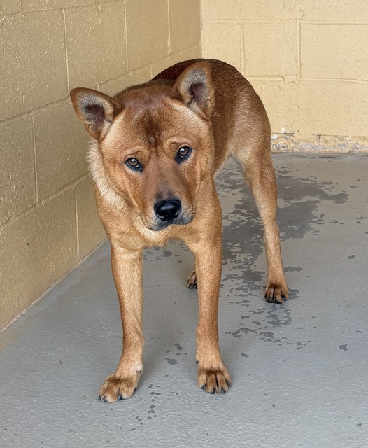 Adoptable Dog