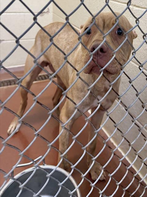 Adoptable Dog