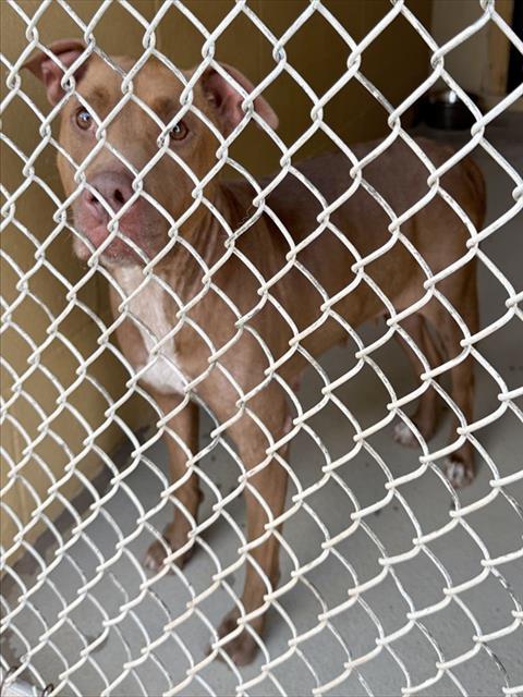 Adoptable Dog
