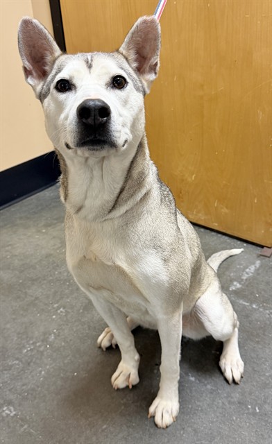 Adoptable Dog