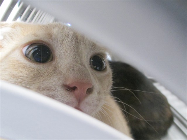 Simba