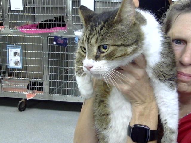 Adoptable Cat