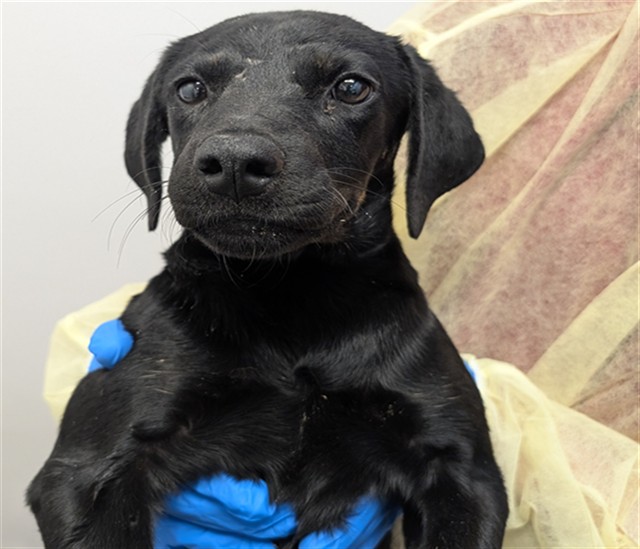 Adoptable Dog