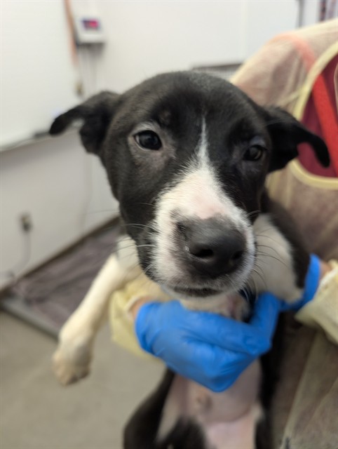 Adoptable Dog