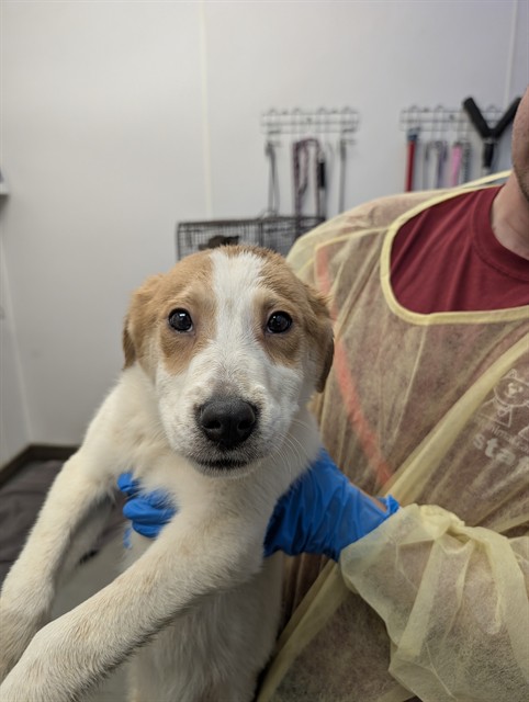 Adoptable Dog