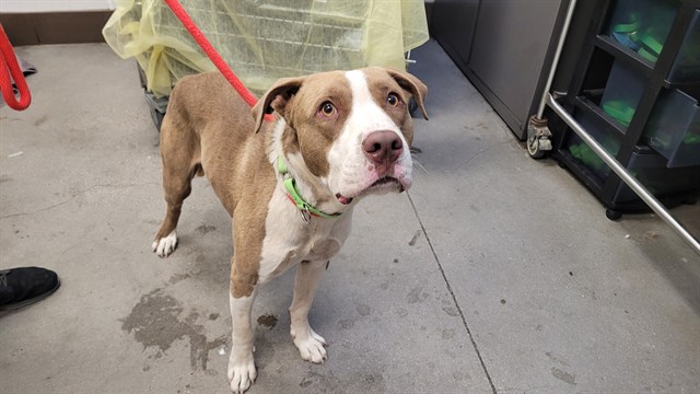Adoptable Dog