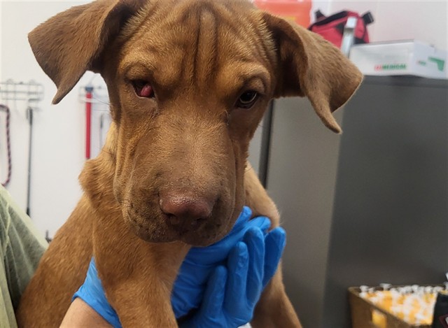 Adoptable Dog
