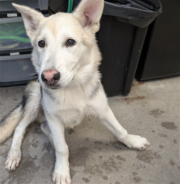 Adoptable Dog