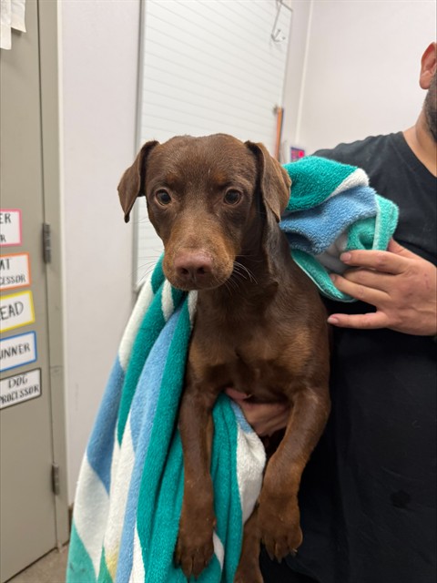Adoptable Dog