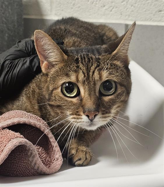 Adoptable Cat