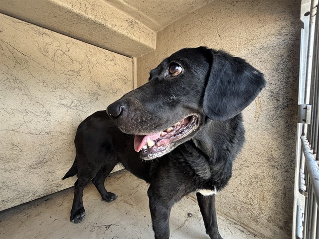 Adoptable Dog