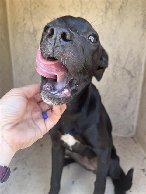 Adoptable Dog
