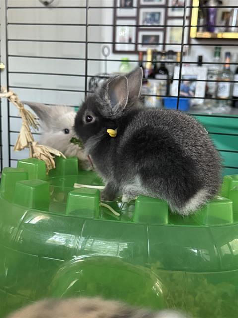 Pepper