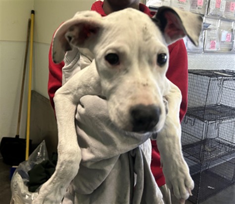 Adoptable Dog