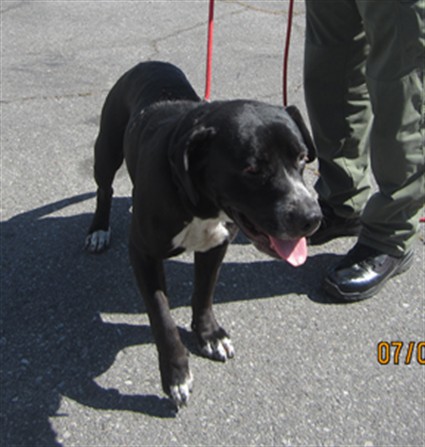 Adoptable Dog
