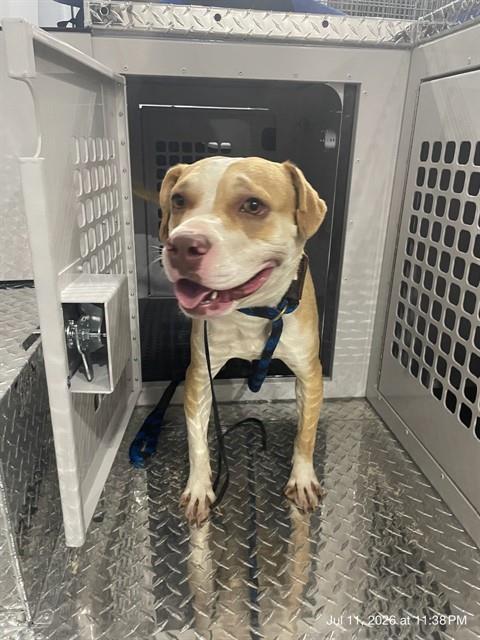Adoptable Dog