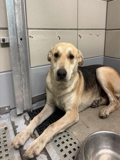 Adoptable Dog