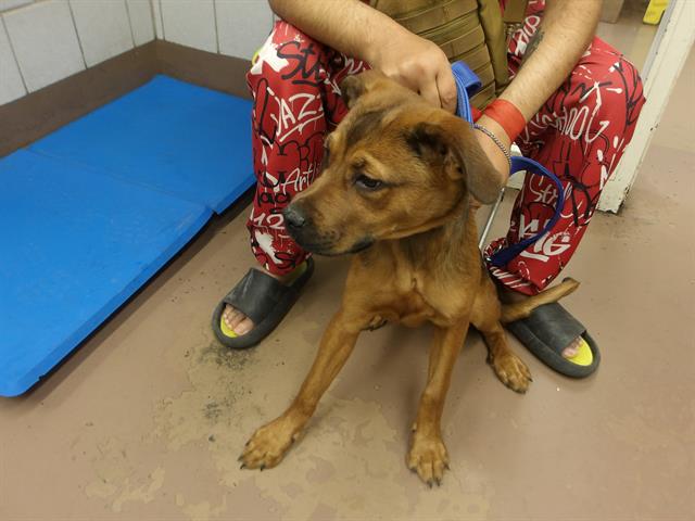 Adoptable Dog