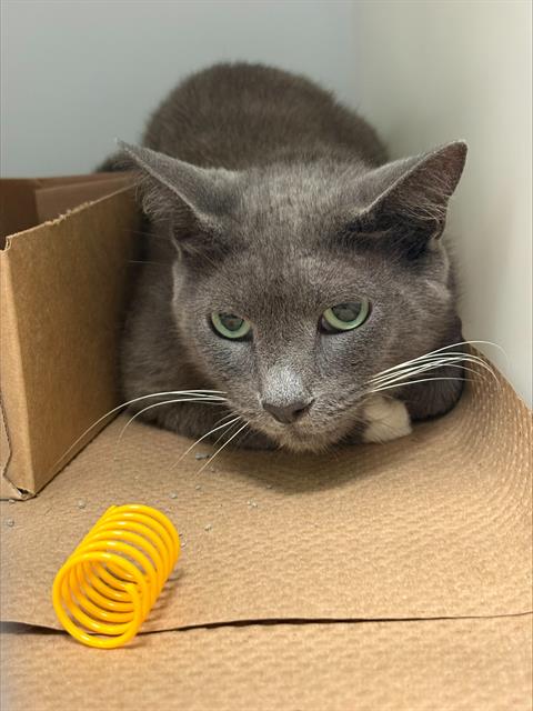 Adoptable Cat