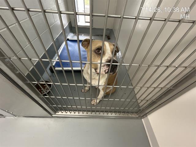 Adoptable Dog