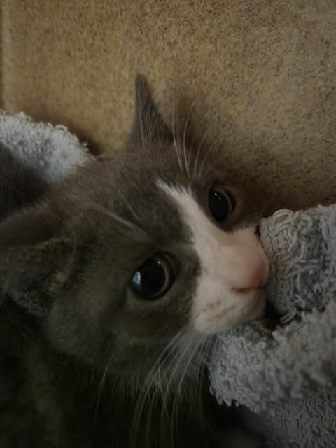 Ellen