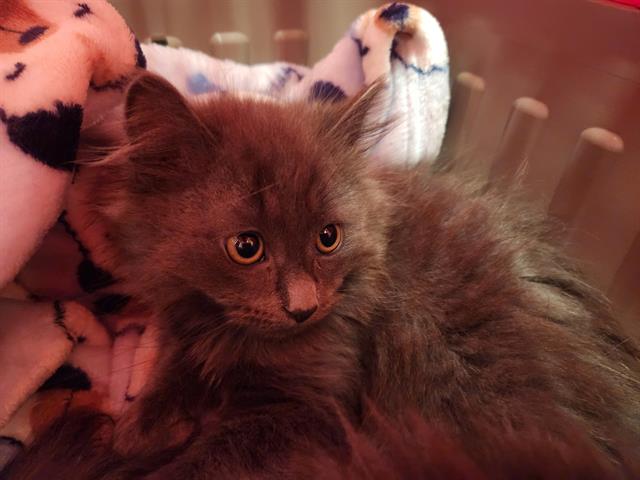 Kovu