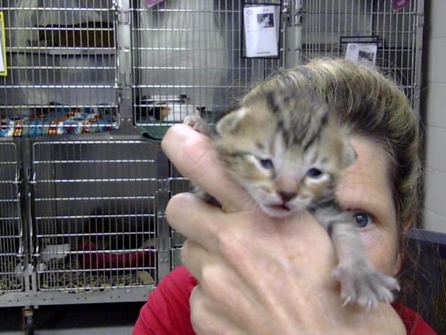 Adoptable Cat