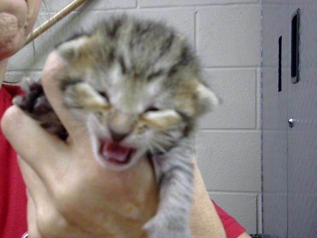 Adoptable Cat