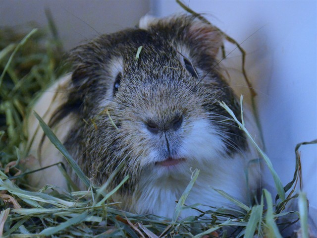 Hugh