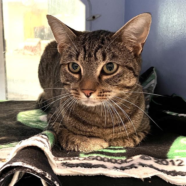 Dominic