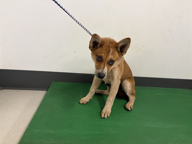 Adoptable Dog