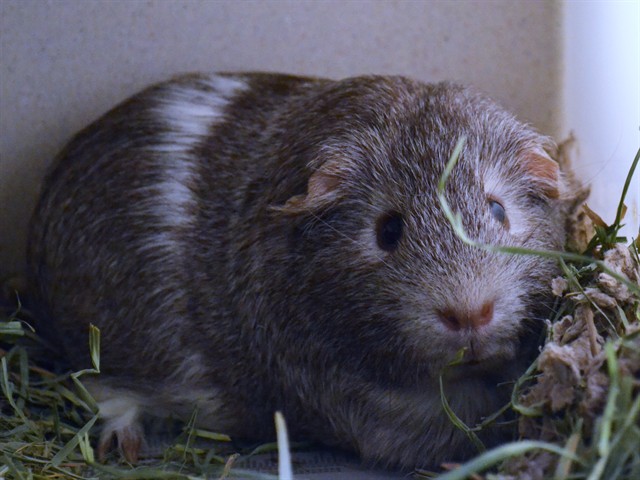 Winston