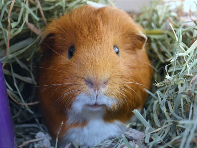 Graham