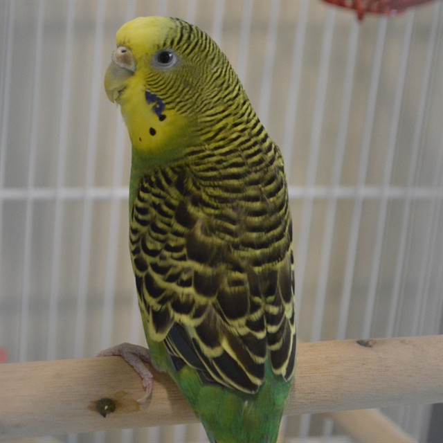 Rubby